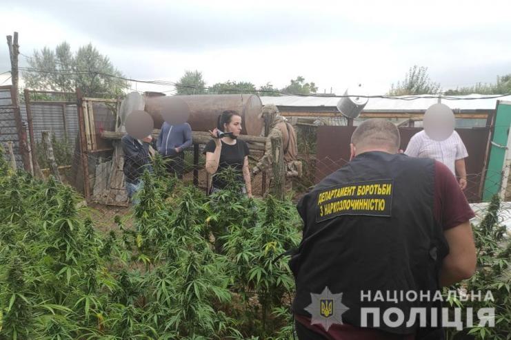 Полицейские разоблачили четырех жителей Болградского района в незаконном выращивании конопли